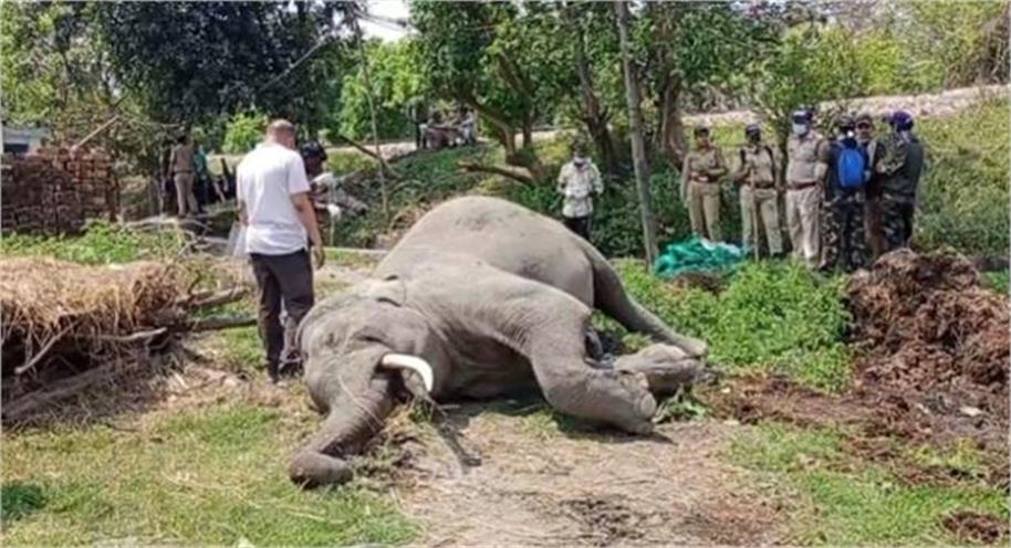 उत्तराखंड: ट्रेन की चपेट में आने से हाथी की मौत, वन विभाग के मचा हड़कंप